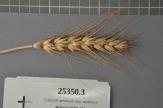 Click for 1 image(s) for this accession. Spike
